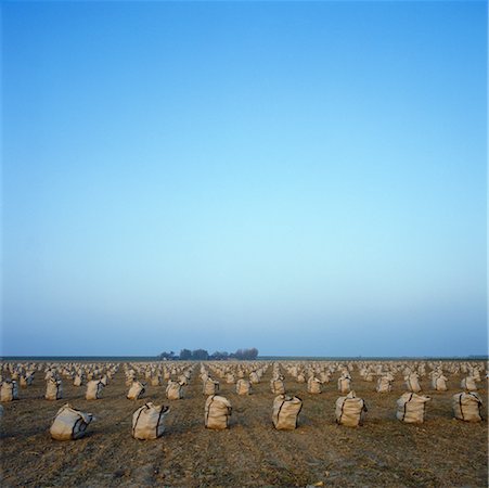 Field with Sacks, near Brouwershaven, Netherlands Stock Photo - Rights-Managed, Code: 700-01072745