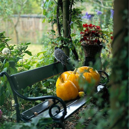 pumpkin garden - Pumpkins and Dove on Bench in Garden Stock Photo - Rights-Managed, Code: 700-01072748