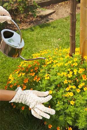 pictures of can and flowers - Close-up of Woman Gardening Foto de stock - Con derechos protegidos, Código: 700-01073600