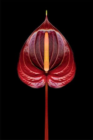 simsearch:700-01837568,k - Rote Anthurium Stockbilder - Lizenzpflichtiges, Bildnummer: 700-01082996