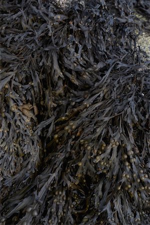 Seaweed Stock Photo - Rights-Managed, Code: 700-01083808