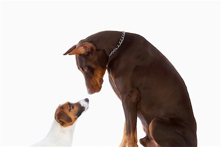 dobermann pinscher - Jack Russell and Doberman Pinscher Dogs Foto de stock - Con derechos protegidos, Código: 700-01083819