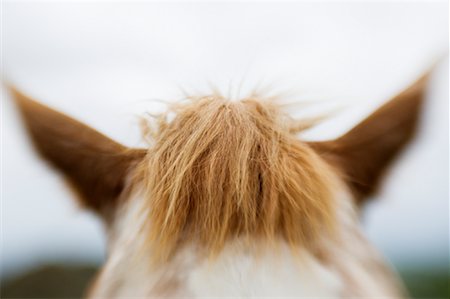 simsearch:600-01083964,k - Close-Up of Horse Head Stock Photo - Rights-Managed, Code: 700-01083918