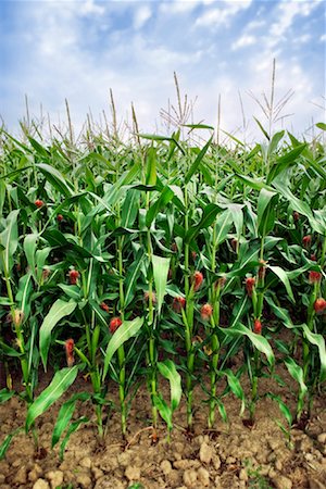 Field of Corn Stalks Fotografie stock - Rights-Managed, Codice: 700-01099831