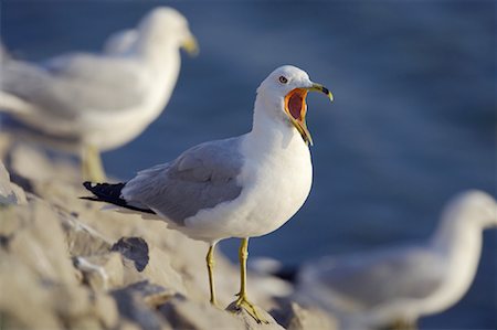 Ring Billed Gulls Stock Photo - Rights-Managed, Code: 700-01109729