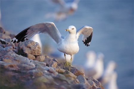 Ring Billed Gull Stock Photo - Rights-Managed, Code: 700-01109734