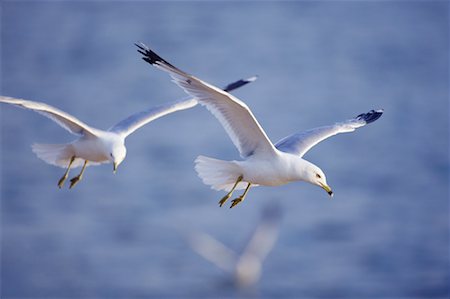 Ring Billed Gulls Foto de stock - Direito Controlado, Número: 700-01109730