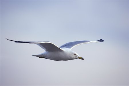 Ring Billed Gull Fotografie stock - Rights-Managed, Codice: 700-01109731