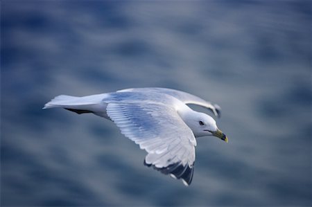 Ring Billed Gull Stock Photo - Rights-Managed, Code: 700-01109733