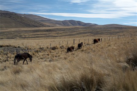 simsearch:851-02958628,k - Horses in Field, Tucuman Province, Argentina Stock Photo - Rights-Managed, Code: 700-01110268