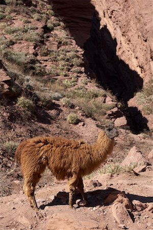 simsearch:700-00019834,k - Portrait de lamas, Quebrada de las Conchas, Province de Salta, Argentine Photographie de stock - Rights-Managed, Code: 700-01110532