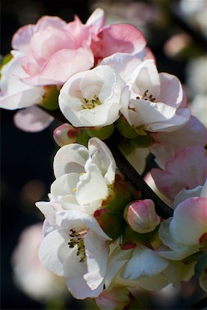 simsearch:600-01112364,k - Close-up of Cherry Blossoms Fotografie stock - Rights-Managed, Codice: 700-01111236