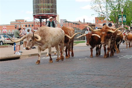 ranchers - Longhorn Cattle Being Herded, Texas Foto de stock - Con derechos protegidos, Código: 700-01111717