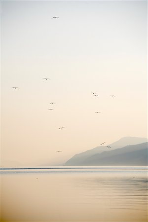 Seagulls, Loch Ness, Scotland Stock Photo - Rights-Managed, Code: 700-01111796