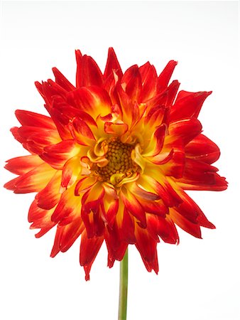 Dahlia Stock Photo - Rights-Managed, Code: 700-01111909