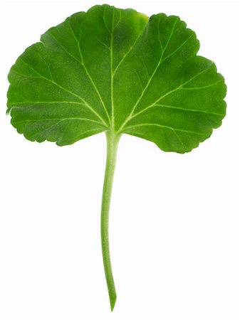 simsearch:700-01837565,k - Geranium Leaf Stock Photo - Rights-Managed, Code: 700-01111918