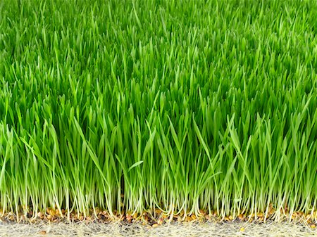 Grass Stock Photo - Rights-Managed, Code: 700-01111913