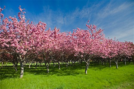 simsearch:600-01112364,k - Crab Apple Trees Fotografie stock - Rights-Managed, Codice: 700-01112358