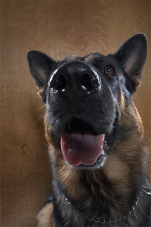 foreshortening - Portrait of Dog Stock Photo - Rights-Managed, Code: 700-01112414