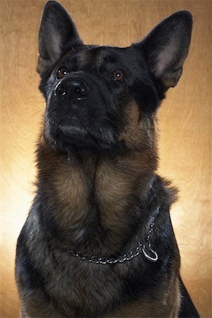 perro guardián - Portrait of Dog Foto de stock - Con derechos protegidos, Código: 700-01112412
