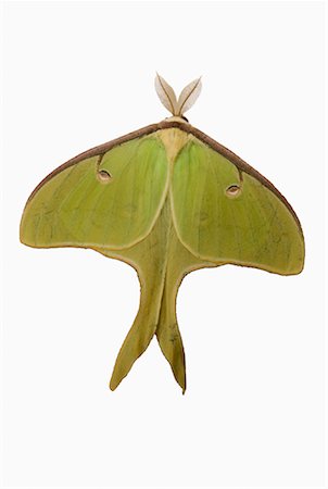 falena - Luna Moth Fotografie stock - Rights-Managed, Codice: 700-01112443