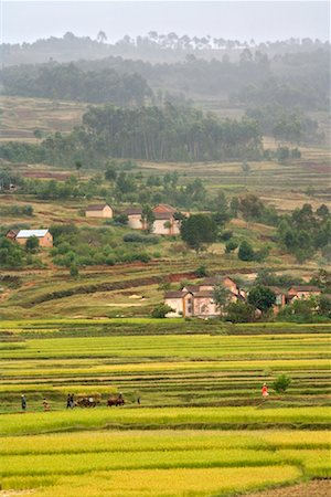 Rice Fields Near Behenjy, Madagascar Stock Photo - Rights-Managed, Code: 700-01112611