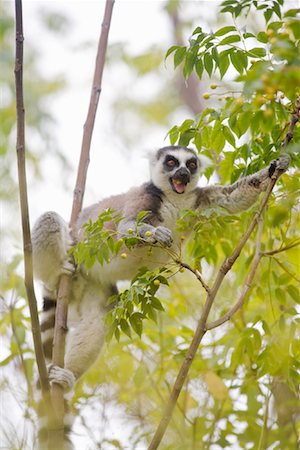 Ring-Tailed Lemur in Tree, Ambalavao, Madagascar Foto de stock - Con derechos protegidos, Código: 700-01112629