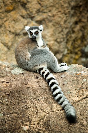 Portrait of Ring-Tailed Lemur, Ambalavao, Madagascar Foto de stock - Con derechos protegidos, Código: 700-01112635