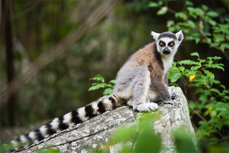 Portrait of Ring-Tailed Lemur, Ambalavao, Madagascar Stock Photo - Rights-Managed, Code: 700-01112630