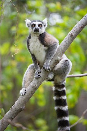 Ring-Tailed Lemur in Tree, Ambalavao, Madagascar Foto de stock - Direito Controlado, Número: 700-01112633