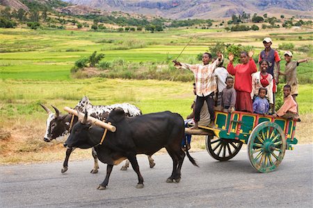 Children on Cart Pulled by Zebu, Madagascar Foto de stock - Con derechos protegidos, Código: 700-01112678