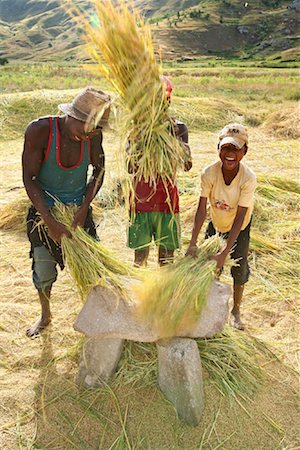 farmer man and boy - Boys Winnowing Rice, Madagascar Stock Photo - Rights-Managed, Code: 700-01112683