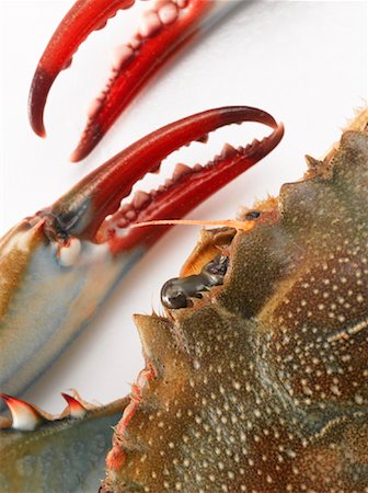 Bleu de pince crabe tête et griffes Photographie de stock - Rights-Managed, Code: 700-01123567