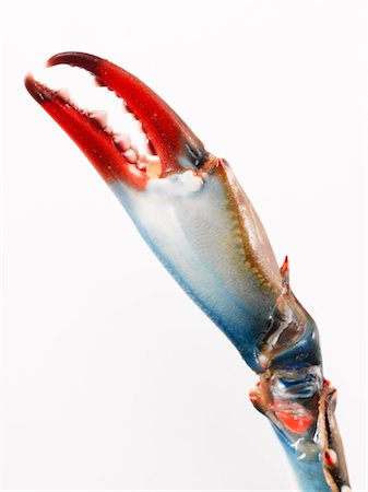Bleu griffe de Crab Claw Photographie de stock - Rights-Managed, Code: 700-01123570