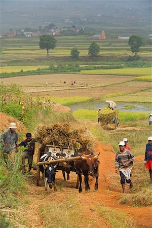 Rice Harvest Near Behenjy, Madagascar Foto de stock - Con derechos protegidos, Código: 700-01164901