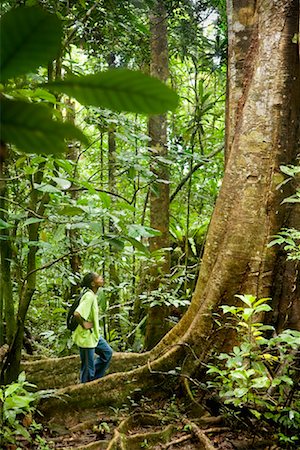 simsearch:700-02121076,k - Tour Guide Looking Up at Tree, Nosy Mangabe, Maroantsetra, Madagascar Fotografie stock - Rights-Managed, Codice: 700-01164910