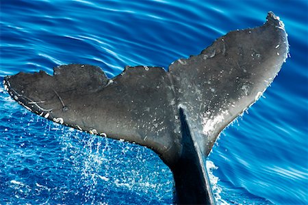 Close-up of Humpback Whale's Fin Foto de stock - Con derechos protegidos, Código: 700-01164939