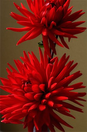 ruprecht stempell - Red Flower Fotografie stock - Rights-Managed, Codice: 700-01163801