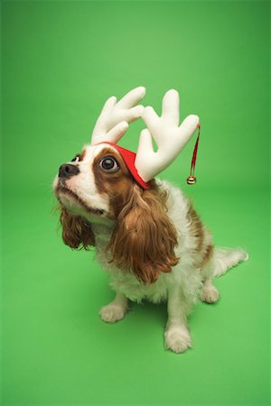 simsearch:700-01163881,k - Hund tragen Weihnachten Geweih Stockbilder - Lizenzpflichtiges, Bildnummer: 700-01163888