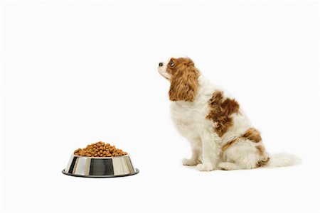 dog bowl - Dog Sitting in Front of Dog Food Bowl Stock Photo - Rights-Managed, Code: 700-01163881