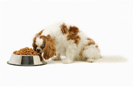 simsearch:700-02063937,k - Hund Essen vom Bowl Stockbilder - Lizenzpflichtiges, Bildnummer: 700-01163882