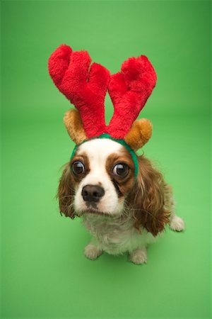 simsearch:700-01163881,k - Hund tragen Weihnachten Geweih Stockbilder - Lizenzpflichtiges, Bildnummer: 700-01163890