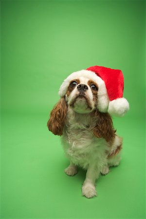 simsearch:700-01163881,k - Hund tragen Santa Claus Hat Stockbilder - Lizenzpflichtiges, Bildnummer: 700-01163892