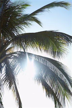 Palm Tree Stock Photo - Rights-Managed, Code: 700-01173046
