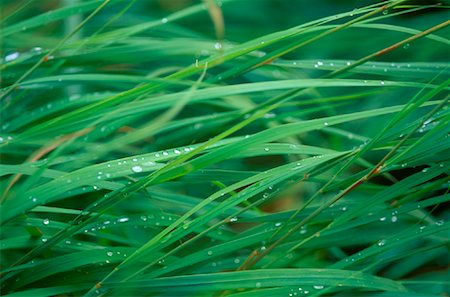 dew drops on grass - Close-up of Dew on Grass Stock Photo - Rights-Managed, Code: 700-01173361