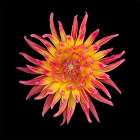 Dahlia Stock Photo - Rights-Managed, Code: 700-01173455