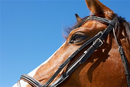 simsearch:600-01083964,k - Close Up of Horse's Head Stock Photo - Rights-Managed, Code: 700-01185192