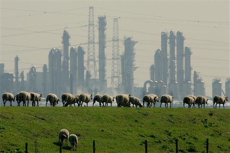 factory pollution - Sheep, Antwerp, Belgium Stock Photo - Rights-Managed, Code: 700-01182985