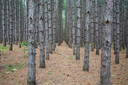 Pine Forest Plantation, Ontario, Canada Stock Photo - Rights-Managed, Code: 700-01183540