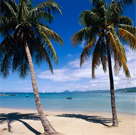 french west indies - Palm Trees on Beach, Martinique Stock Photo - Rights-Managed, Code: 700-01183608